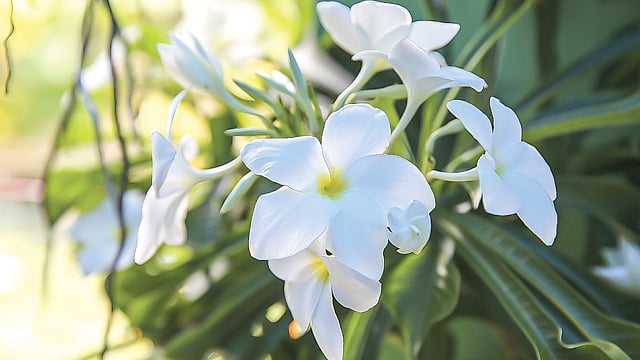 বৃক্ষমেলায় নানা জাতের গাছ। ছবি: জাহিদুল করিম