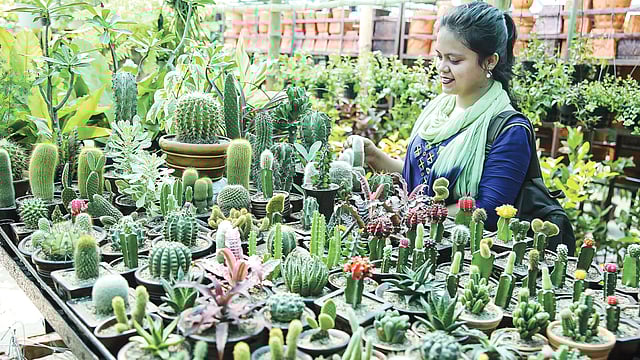 বৃক্ষমেলায় নানা জাতের গাছ। ছবি: জাহিদুল করিম