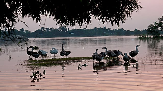 চারদিকে পানি, মাঝখানে রাজহাঁসের ঝাঁক