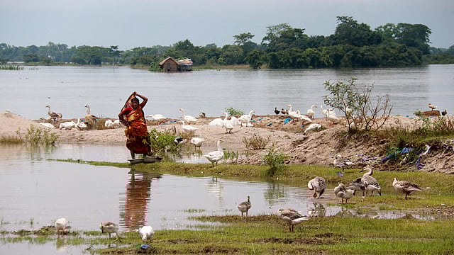 পানি উপচে পড়েছে। বাড়ির পাশে কাজ করছেন এক নারী। তাঁকে ঘিরে আছে রাজহাঁসের দল