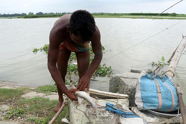 জাল থেকে মাছ ছাড়িয়ে রাখা হচ্ছে