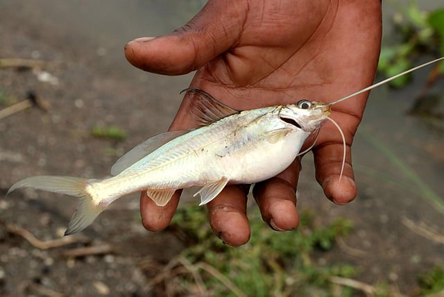 কী তাজা মাছ।