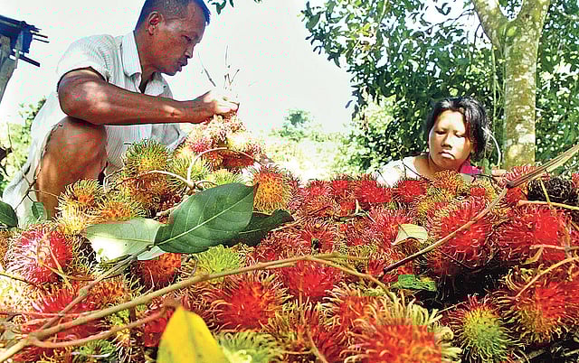রামবুটান ফলছে রাঙামাটিতেও। সম্প্রতি শহরের লুম্বিনী গ্রামে। ছবি: সুপ্রিয় চাকমা