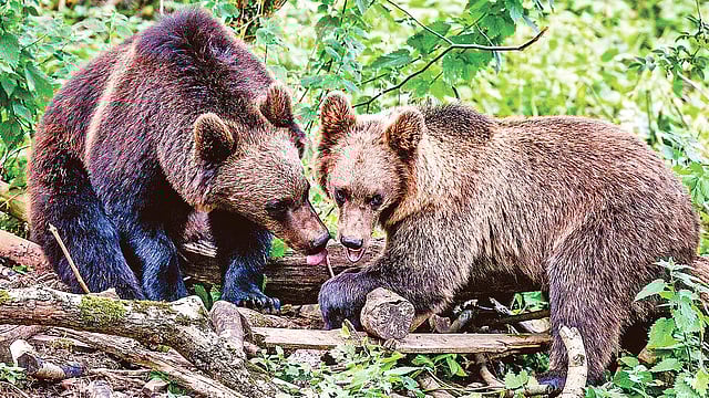 ইউরোপীয় বাদামি ভালুক। ছবি: গার্ডিয়ান