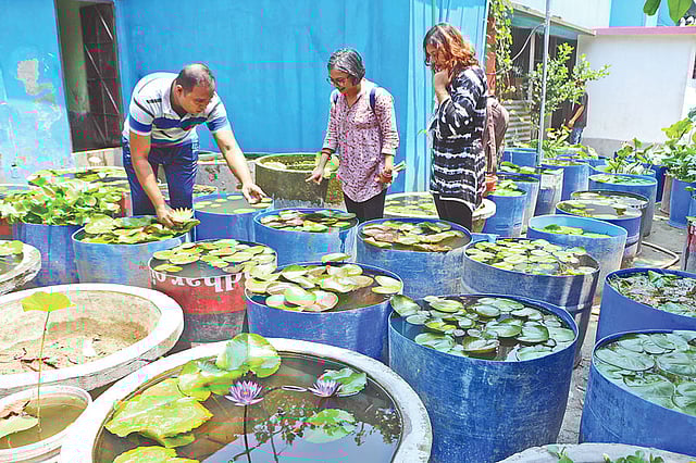 নিজের জলজ বাগানে গাছ রোপণ করছেন রাকিবুল হাসান। সম্প্রতি নারায়ণগঞ্জের ফতুল্লার পঞ্চবটী এলাকায়। ছবি: প্রথম আলো