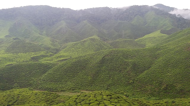 ক্যামেরন হাইল্যান্ডস