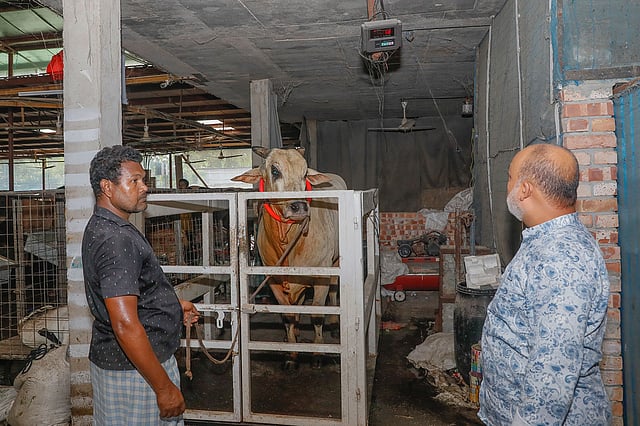 খামারে যন্ত্রের মাধ্যমে গরু ওজন করা হচ্ছে। বসিলা, মোহাম্মদপুর, ঢাকা। ০৫ আগস্ট। ছবি: আশরাফুল আলম