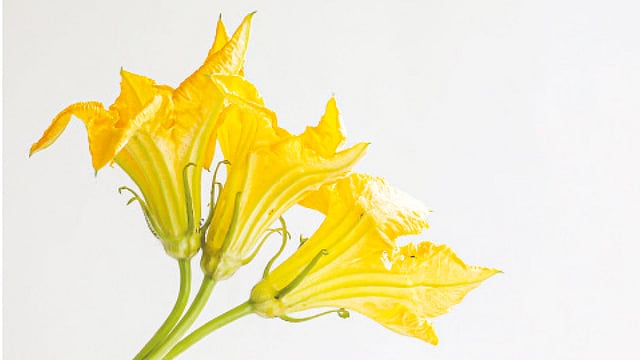 কুমড়া ফুল