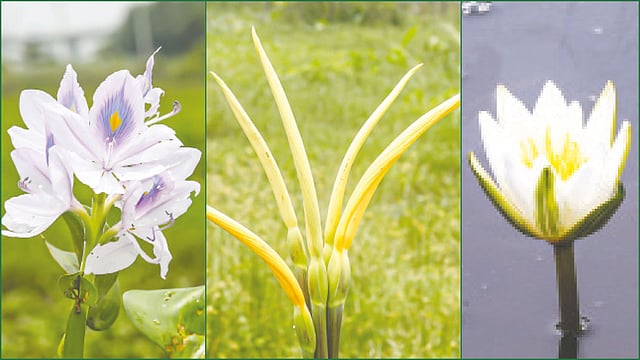 কচুরিপানা ফুল, কচু ফুল, শাপলা ফুল