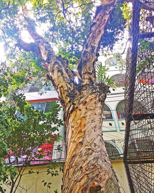 বলধা গার্ডেনে শতবর্ষী ভূর্জপত্রগাছ। সম্প্রতি তোলা ছবি। প্রথম আলো