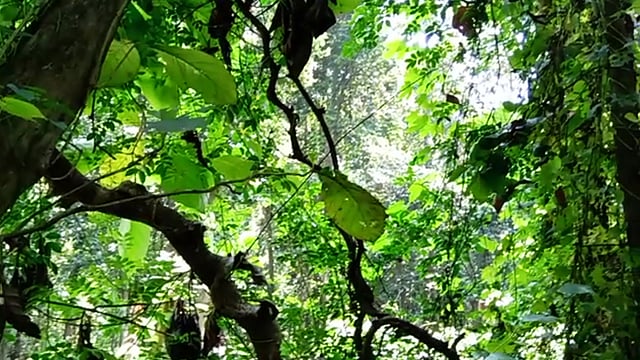 সিংড়া ফরেস্টের গিলা লতা। ছবি: লেখক