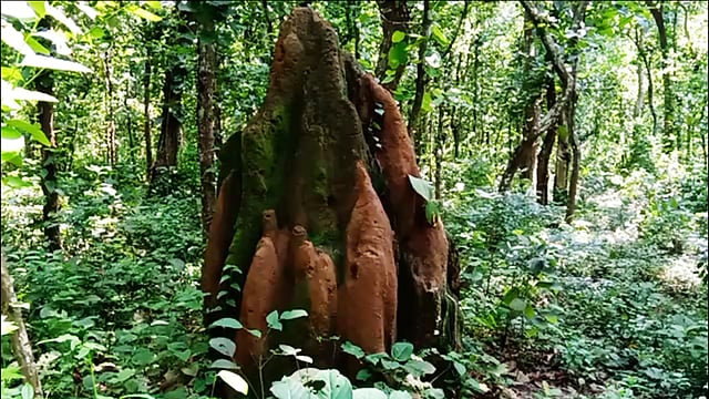 এই বনে দেখা যাবে অসংখ্য উইয়ের ঢিবি। ছবি: লেখক
