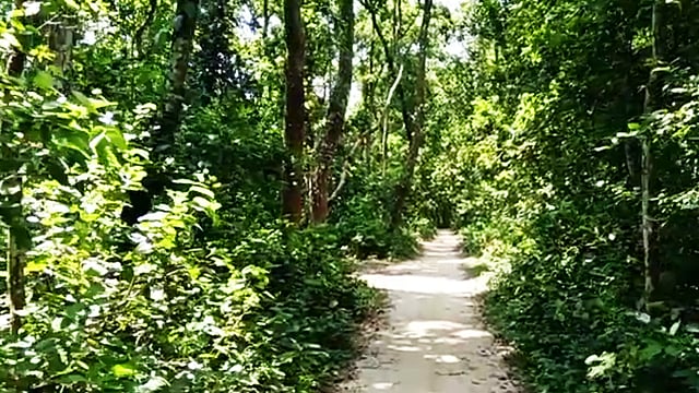 এমন হাঁটা পথে চলে যাওয়া যায় সিংড়া শালবনের গভীরে। ছবি: লেখক