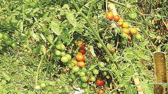 বঙ্গবন্ধু শেখ মুজিবুর রহমান কৃষি বিশ্ববিদ্যালয় ক্যাম্পাসে পরীক্ষামূলকভাবে চাষ হচ্ছে ‘বিউ চেরি টমেটো-১’। ছবি: সংগৃহীত