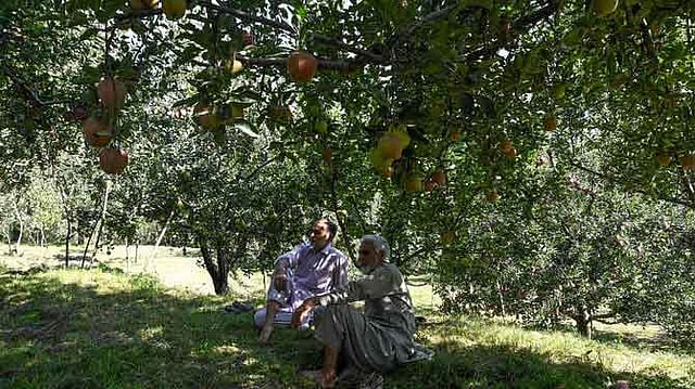 কাশ্মীরে আপেল থেকেই বড় আয় হয়। ছবি: এএফপি