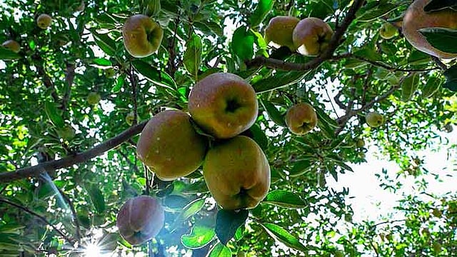 অবরুদ্ধ কাশ্মীরে গাছে ফেলে রাখা আপেল পচে যাচ্ছে। ছবি: এএফপি
