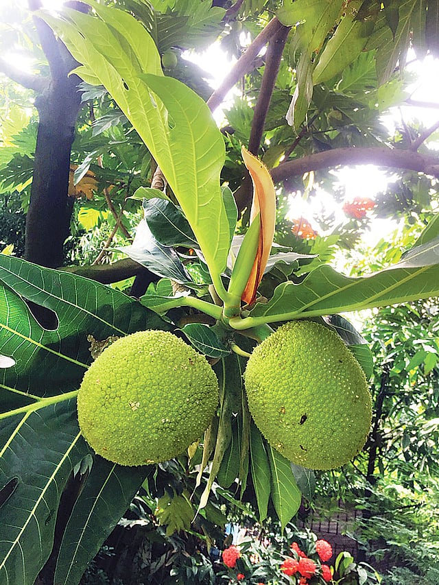 ঢাকা বিশ্ববিদ্যালয়ের কার্জন হলে উদ্ভিদবিজ্ঞান বিভাগের বাগানে রুটিফল গাছ। ছবি: প্রথম আলো