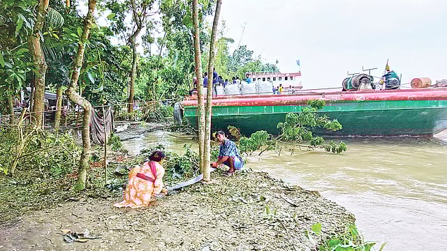 শরীয়তপুরে নড়িয়া রক্ষা বাঁধে ধস। ঝুঁকিতে থাকা গাছ কাটছেন কেদারপুর গ্রামের এক দম্পতি। গতকাল দুপুরে। ছবি: প্রথম আলো