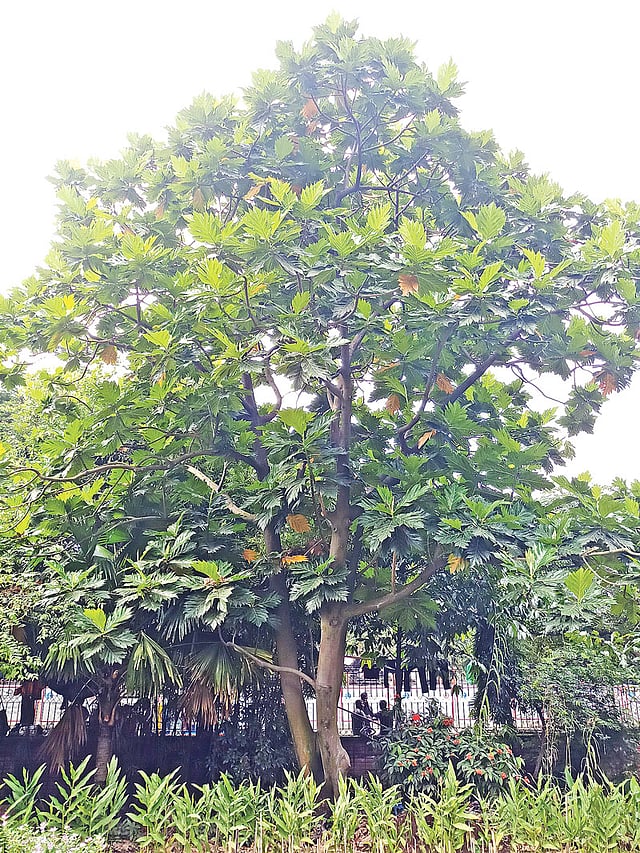 ঢাকা বিশ্ববিদ্যালয়ের কার্জন হলে উদ্ভিদবিজ্ঞান বিভাগের বাগানে রুটিফল গাছ। ছবি: প্রথম আলো