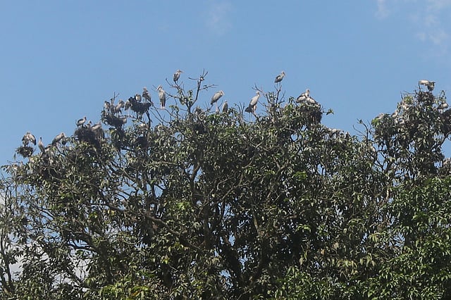 গত চার বছর ধরে শামুকখোল পাখিরা এই বাগানে বাসা বাঁধে আবার চলে যায়। ছবি: প্রথম আলো