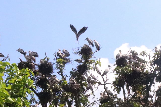 বাগানে কয়েক হাজার পাখির বাসা রয়েছে। ছবি: প্রথম আলো