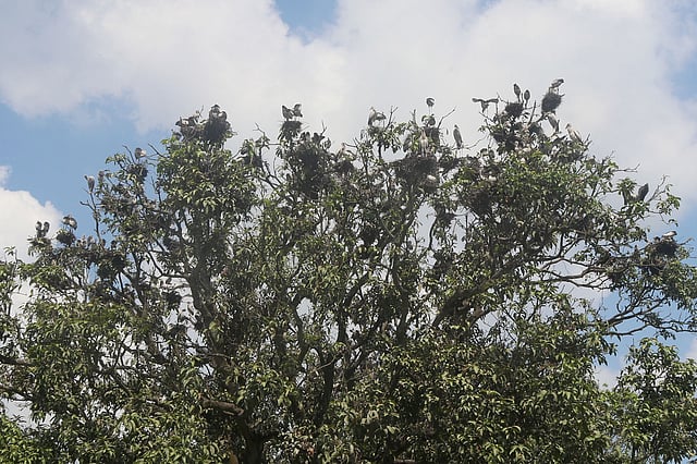 বর্ষার শেষে এসে বাচ্চা ফুটিয়ে শীতের শুরুতে শামুকখোল পাখিরা আবার চলে যায় । ছবি: প্রথম আলো