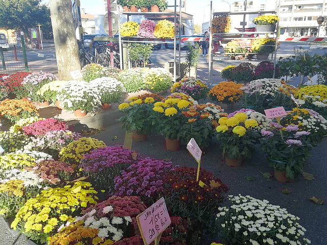 রাস্তার পাশে বিক্রি হচ্ছে বাহারি চন্দ্রমল্লিকা। ছবি: লেখক