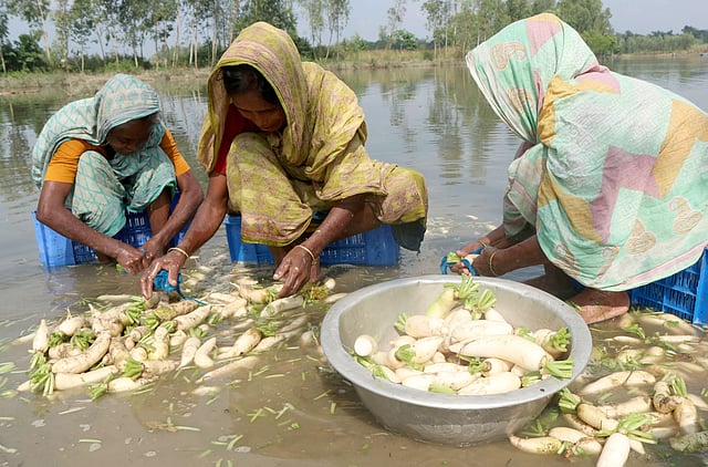 পরিষ্কার করা মুলা আলাদা করে রাখা হচ্ছে