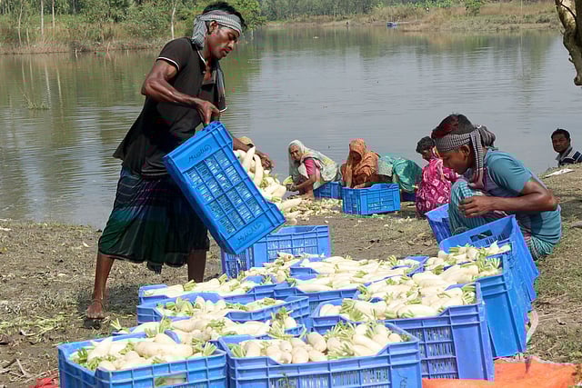 মাটি পরিষ্কারের পর মুলা আলাদা করা হচ্ছে
