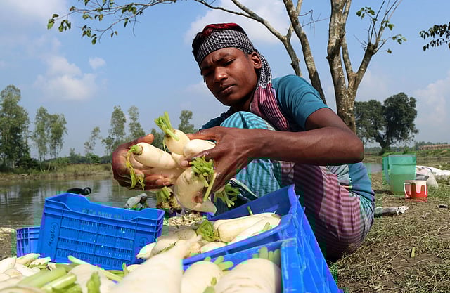 মুলা ধুয়ে নিয়ে ঝুড়িতে তোলা হচ্ছে