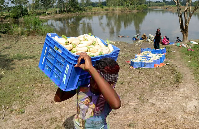 বাজারে যেতে প্রস্তুত মুলা