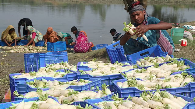 বাজারে নেওয়ার জন্য প্রস্তুত খাঁচিভর্তি মুলা
