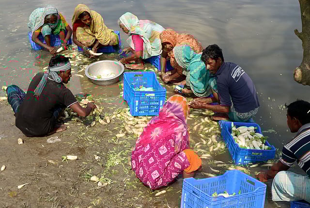করতোয়া পানিতে ধুমসে চলছে মুলা ধুয়ে নেওয়ার কাজ