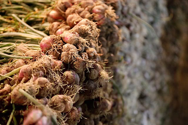 পেঁয়াজ একটি মসলাজাতীয় উদ্ভিদ। এর মূল উপাদান পানি, কার্বোহাইড্রেট ও ফাইবার। ছবি: দীপু মালাকার