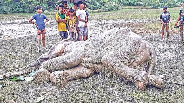 চট্টগ্রামের লোহাগাড়ার চুনতি অভয়ারণ্যে কাদায় আটকে পড়া এ হাতিটিকে গতকাল উদ্ধার করেন স্থানীয় মানুষ ও বন কর্মকর্তারা। দিনভর তাঁবু টানিয়ে চলে হাতিটির চিকিৎসা। ছবি: এএফপি