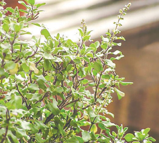 তুলসীগাছ