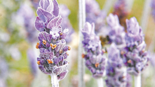 ল্যাভেন্ডার