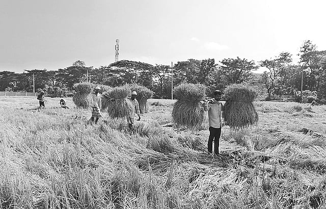 রাঙ্গুনিয়ায় গুমাই বিলের সোনালি ফসল কৃষকেরা ঘরে তুলছেন। গতকাল সকালে চন্দ্রঘোনা-কদমতলী ইউনিয়নের ছুপিপাড়ায়। আব্বাস হোসাইন