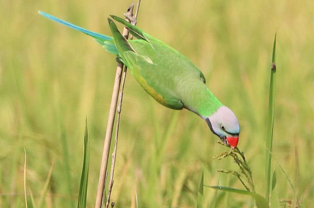 পাকা ধান খাচ্ছে টিয়া।