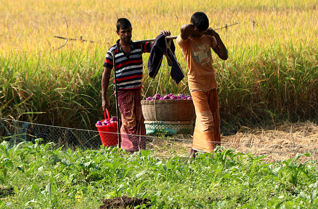 নতুন বেগুন নিয়ে যাচ্ছেন তাঁরা।