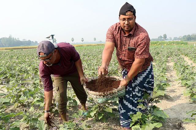 বিষমুক্ত জৈব সার দিয়ে চাষাবাদ করেন কৃষকেরা।