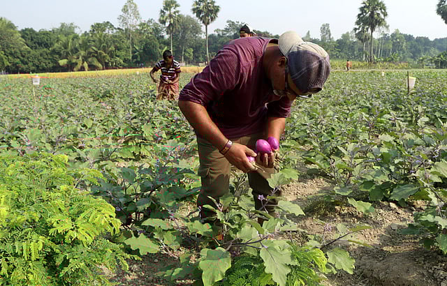 খেতের পরিচর্যা করছেন কৃষক।