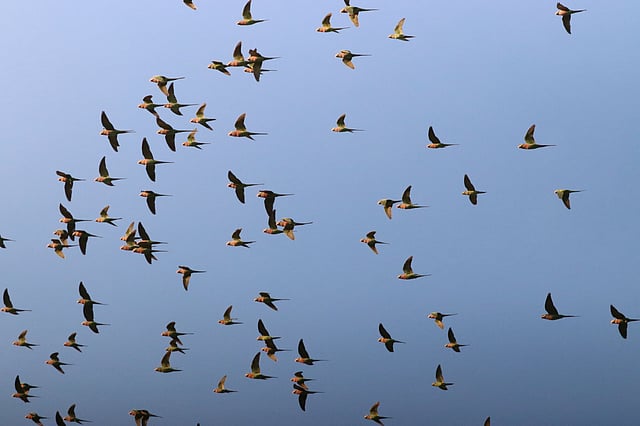 পাখিরা জমির ধান নষ্ট করছে। তাই এদের চাষিরা তাড়িয়ে দেওয়ায় এরা চলে যাচ্ছে।