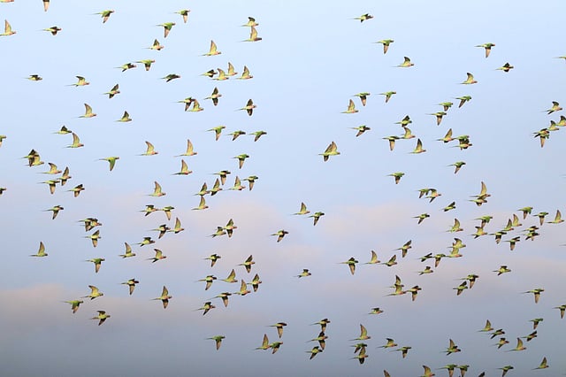 নীল আকাশের পটভূমিতে সবুজ টিয়ার ঝাঁক।