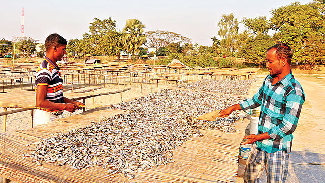 গ্রামের বাজার থেকে কিনে আনা মাছের শুঁটকি তৈরিতে ব্যস্ত দুই ব্যবসায়ী। এই শুঁটকি রপ্তানি হয় বিভিন্ন দেশে। গত শুক্রবার পাবনার সুজানগরের পৌরসভা হাট এলাকায়। ছবি: প্রথম আলো