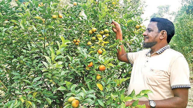 নিজের কমলাবাগানে ফলের পরিচর্যা করছেন চাষি মতিউর রহমান। ছবি: প্রথম আলো