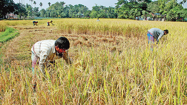 ধান কাটায় ব্যস্ত কৃষকেরা। গতকাল গৌরীপুরের ডৌহাখোলা এলাকায়। আনোয়ার হোসেন