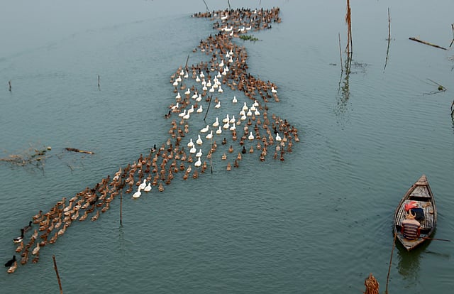 ছোট পরিসরে শুরু হওয়া খামারটি ধীরে ধীরে বড় হয়েছে