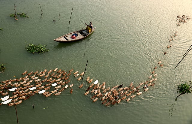 ডিম থেকে হ্যাচিং পদ্ধতিতে হাঁসগুলোর বাচ্চা ফুটানো হয়