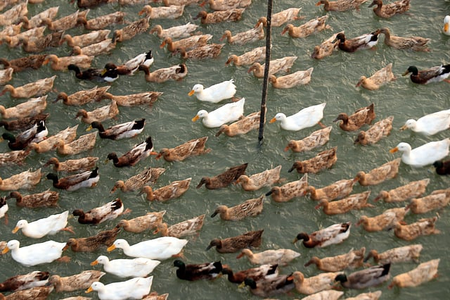 ওপর থেকে কী সুন্দর দেখতে ওরা